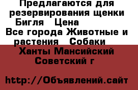 Предлагаются для резервирования щенки Бигля › Цена ­ 40 000 - Все города Животные и растения » Собаки   . Ханты-Мансийский,Советский г.